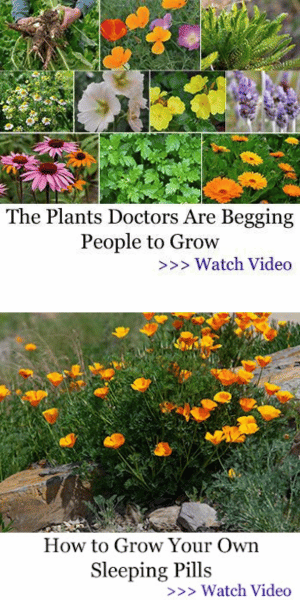 Medicinal Plants For Home Gardens